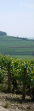 Alsace wine tour segway