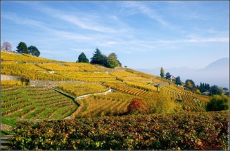 Alsatian wine route